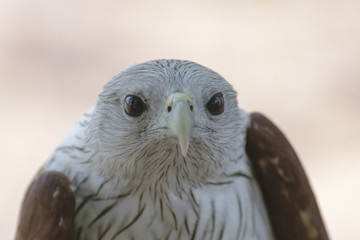 Fototapeta premium Brahminy kite (Scientific name - Haliastur indus)