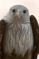 Brahminy kite (Scientific name - Haliastur indus)