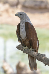 Brahminy kite (Scientific name - Haliastur indus)