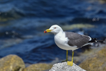 Gulls/Seagull standing on rock on background of the colony of gulls