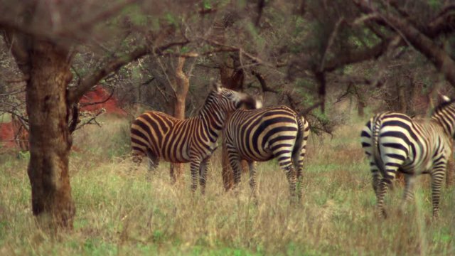 Three zebras relaxing near acacia grove, Tanzania