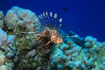 Common lionfish 