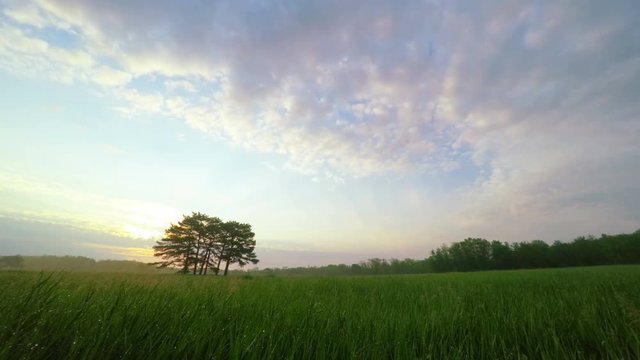 Sunrise in Green Meadow with Pines in the Middle in Askania-Nova, Ukraine, Timelapse.