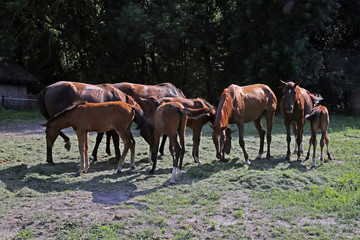 Obraz na płótnie Canvas Young foals and mares grazing peaceful together on horse ranch s