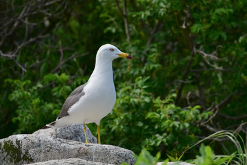 Gulls/Seagull standing on rock on background of the colony of gulls