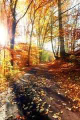 Straße durch einen Herbstwald