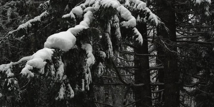 Dark fir branches crusted with snow in a forest