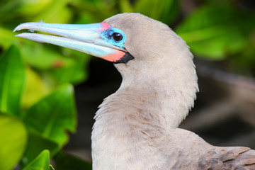 Portrait of Red-footed Booby (Sula sula)