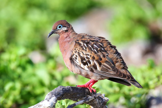 Galapagos Dove on Genovesa Island, Galapagos National Park, Ecua