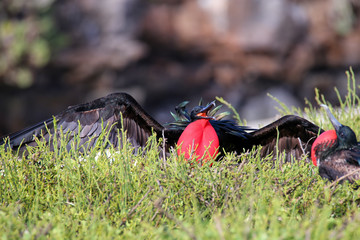 Male Great Frigatebird (Fregata minor) displaying