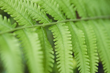 closeup green fern leaf for background nature in spring and rain