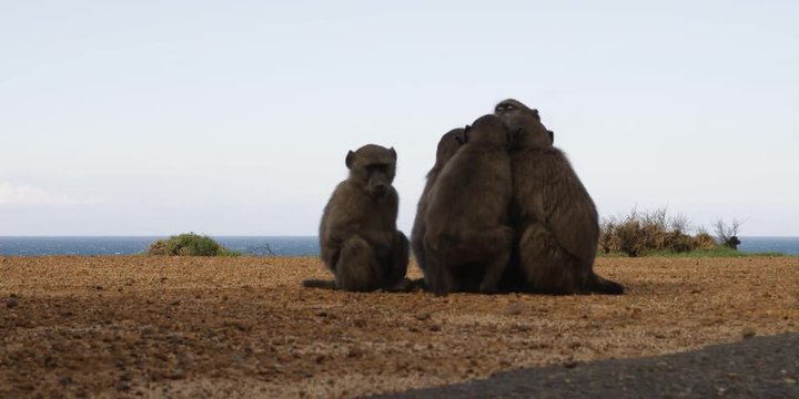 Close view of baboon group socializing by roadside with sea in background