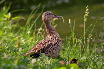 Mallard