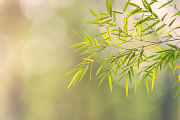 green bamboo leaves on green bokeh nature for background.