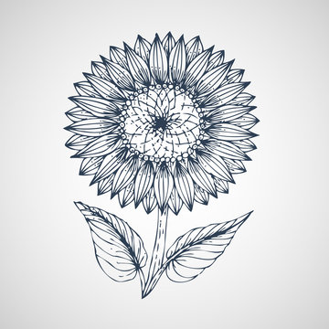 Sunflower Vector hand drawn