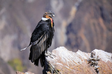 Andean Condor sitting at Mirador Cruz del Condor in Colca Canyon