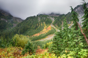 Fototapeta na wymiar Early fall colors on the misty Wonderland Trail in Mount Rainier National Park, Washington.