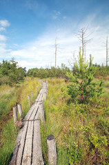 wooden path on swamp in summer