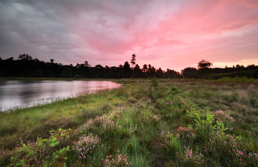 purple sunrise over wild lake and flowering heather by