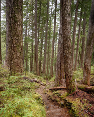 A trail weaves downward through towering trees on the High Divide/Seven Lakes Trail, in Olympic National Park, near Port Angeles, Washington.