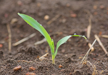 Young corn seedling