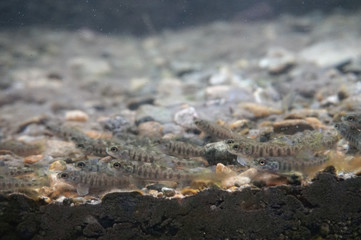 Young salmons, Norway