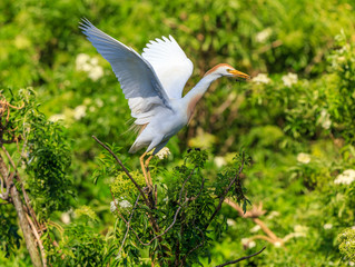 Cattle Egret wings spread upward with nesting material Lush green foliage