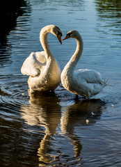 Swans