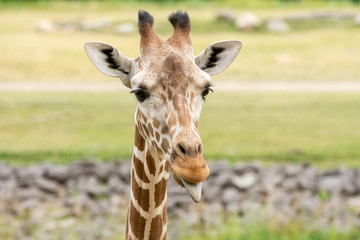 Portrait of a giraffe