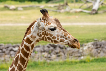 Portrait of a giraffe