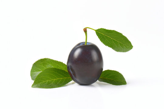 single ripe plum