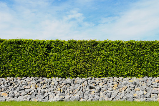 beautiful tree fence,green field and stone with blue sky and clo