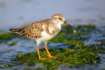 Ruddy Turnstone on the beach of Paracas Bay, Peru