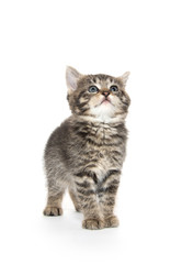 Obraz premium Ładny kotek Mora na białym tle