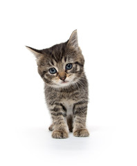 Fototapeta premium Cute tabby kitten on white