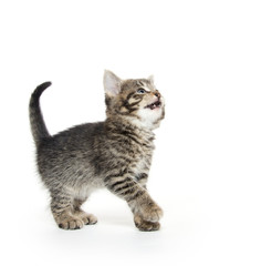 Cute tabby kitten on white
