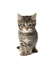 Cute tabby kitten on white