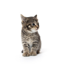 Obraz premium Cute tabby kitten on white