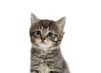 Cute kitten on white