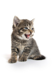Obraz premium Cute kitten on white