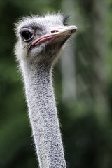 The Ostrich or Common Ostrich  is either one or two species of l