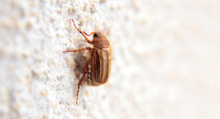 closeup of one maybug on a wall