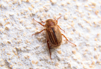closeup of one maybug on a wall