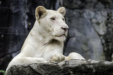 Fototapeta na wymiar White lion on the rock