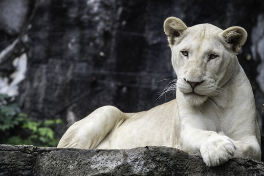 White lion on the rock