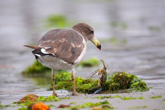 Belcher's Gull eating crab on the beach of Paracas Bay, Peru