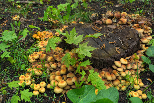 A mushrooms near the old stump