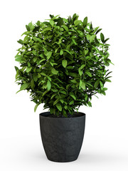 Topiary trees in the pot isolated on white background. 3D Rendering, 3D Illustration.