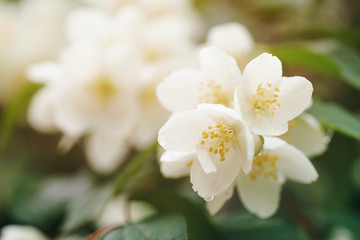 Obraz na płótnie Canvas Jasmine flowers blossoming on bush, summertime photo