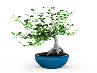 The chinese bonsai tree in a pot isolated on white background. 3D Rendering, 3D Illustration.